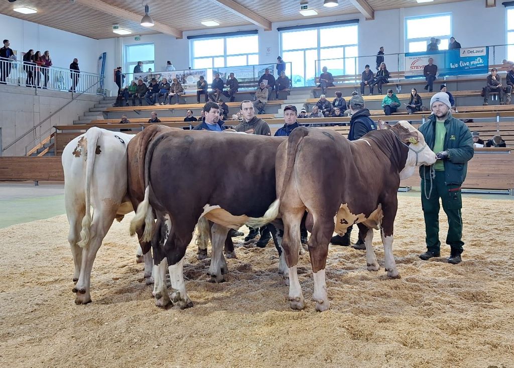 Zuchtstiere in der Arena ZV Bergland 01.04.2026