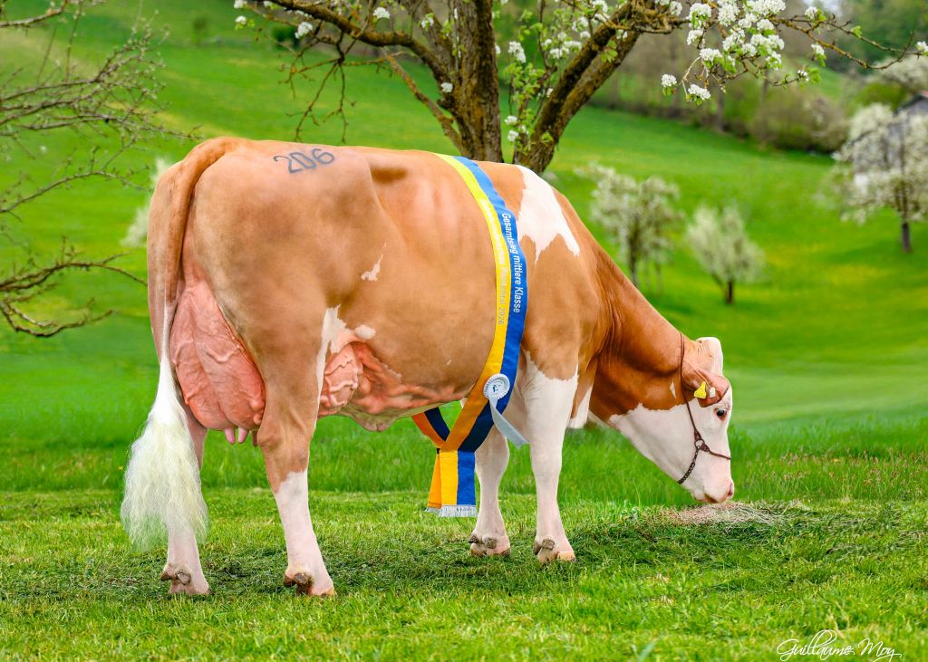 REDBULL ET (V: Hiroto) mit 2 Abk. - Gesamtsiegerin bei den Kühen mit mehreren Abkalbungen. Bes.: Fam. Winter, Frankenfels REDBULL ET (V: Hiroto) mit 2 Abk. - Gesamtsiegerin bei den Kühen mit mehreren Abkalbungen. Bes.: Fam. Winter, Frankenfels