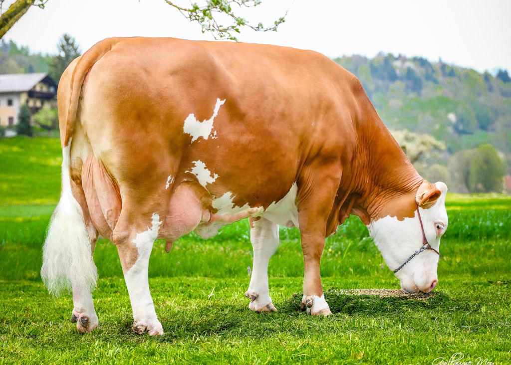 GS DELUXE – Mutter SANDRA (V: Herzschlag) mit über 60.000 kg Lebensleistung vom Betrieb Stuphann aus Hofstetten GS DELUXE – Mutter SANDRA (V: Herzschlag) mit über 60.000 kg Lebensleistung vom Betrieb Stuphann aus Hofstetten