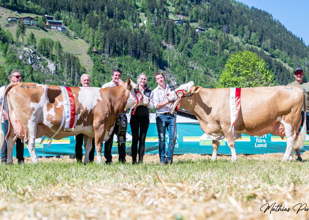 v.r. Gesamtsiegerin Altkühe-Fleckvieh: EDINA (V: Web) von Neuner Kathrin u. Hannes, Schwendau vor JANA (V: Walchsee) von Kircher Hans Peter aus Bruck a. Z. v.r. Gesamtsiegerin Altkühe-Fleckvieh: EDINA (V: Web) von Neuner Kathrin u. Hannes, Schwendau vor JANA (V: Walchsee) von Kircher Hans Peter aus Bruck a. Z.