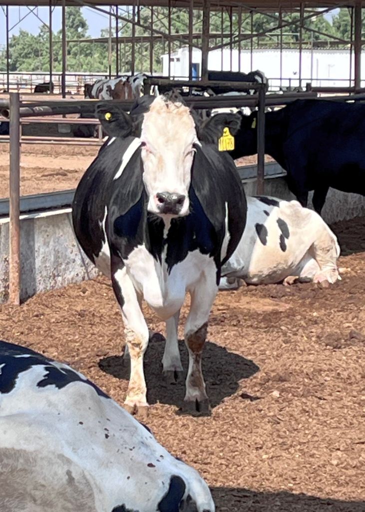 Starke Kreuzungskuh Fleckvieh x Holstein am Betrieb Santa Fe Starke Kreuzungskuh Fleckvieh x Holstein am Betrieb Santa Fe