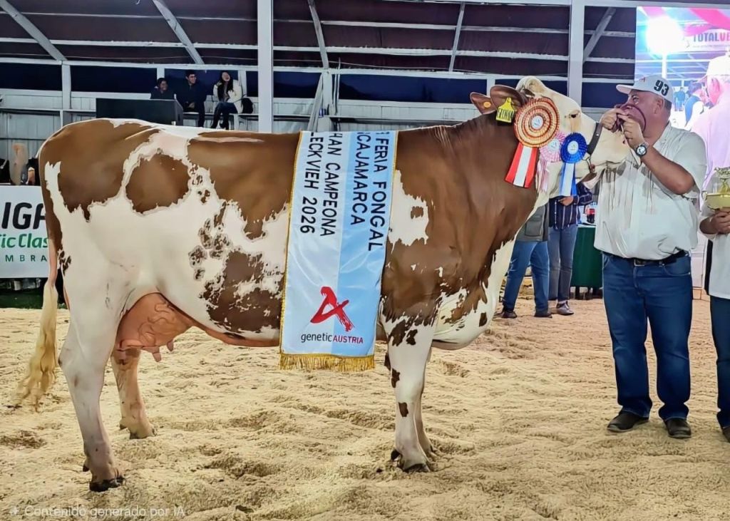 Grand Champion Weiblich der Fongal in Cajamarca, V: WABAN Grand Champion Weiblich der Fongal in Cajamarca, V: WABAN