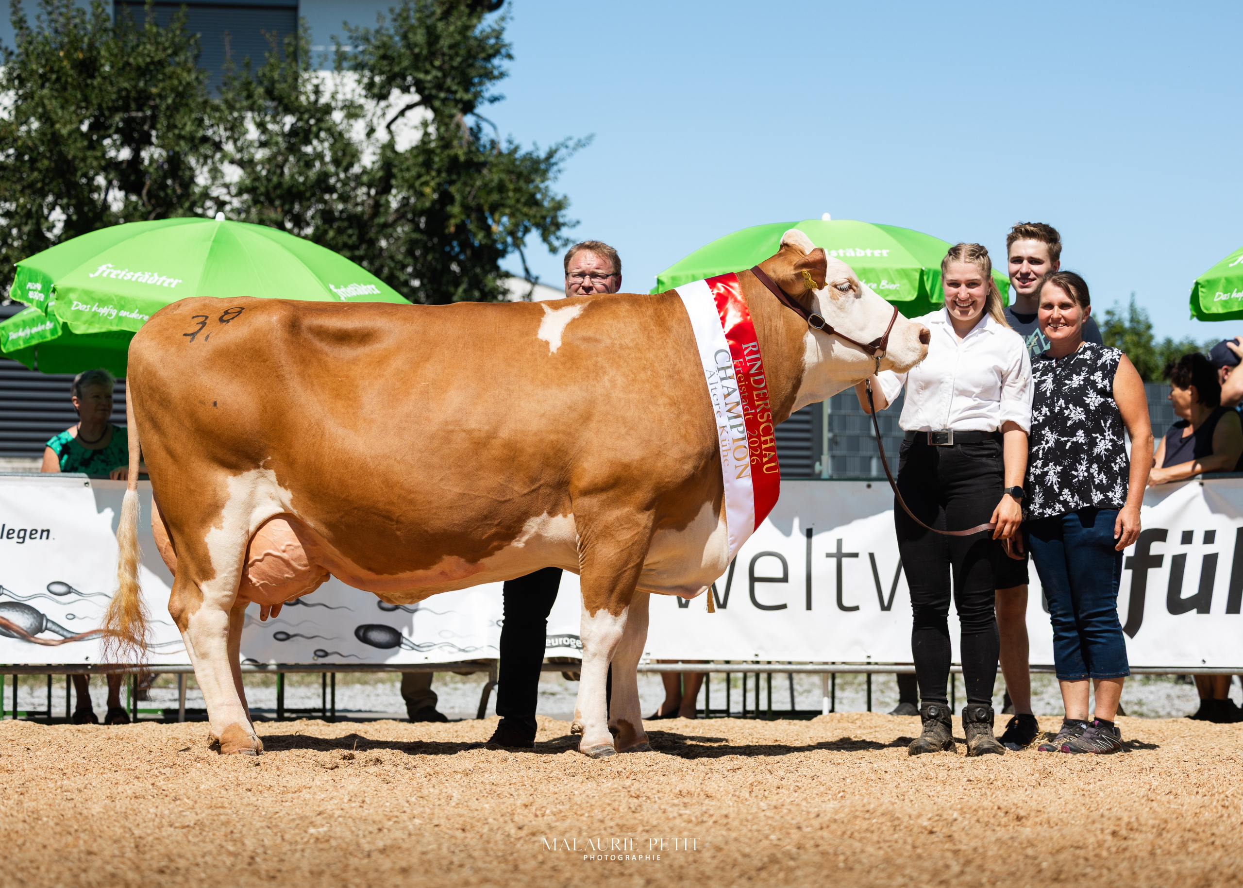 Champion der Kühe und Gruppensiegerin bei den Kühen mit 4 und mehr Abkalbungen: PIA (V: Walot) vom Betrieb Kitzberger Monika aus Waldburg Champion der Kühe und Gruppensiegerin bei den Kühen mit 4 und mehr Abkalbungen: PIA (V: Walot) vom Betrieb Kitzberger Monika aus Waldburg
