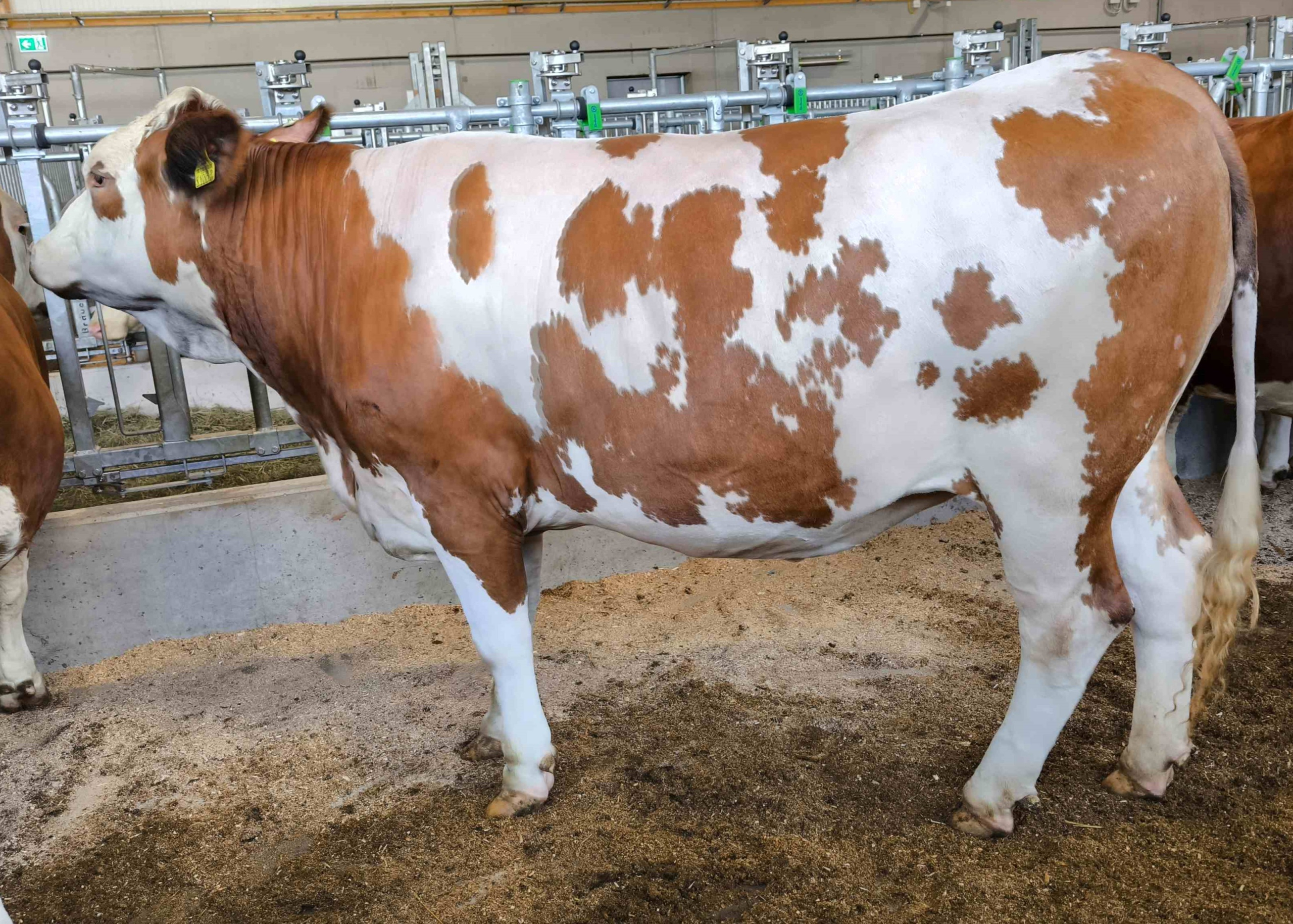 GS WEINWEBER-Tochter ZV Rottenbach 03.09.2026