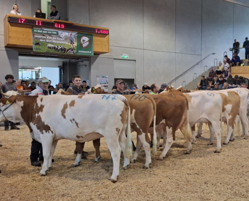 Zuchtrinder im Ring ZV Lienz 29.09.2026