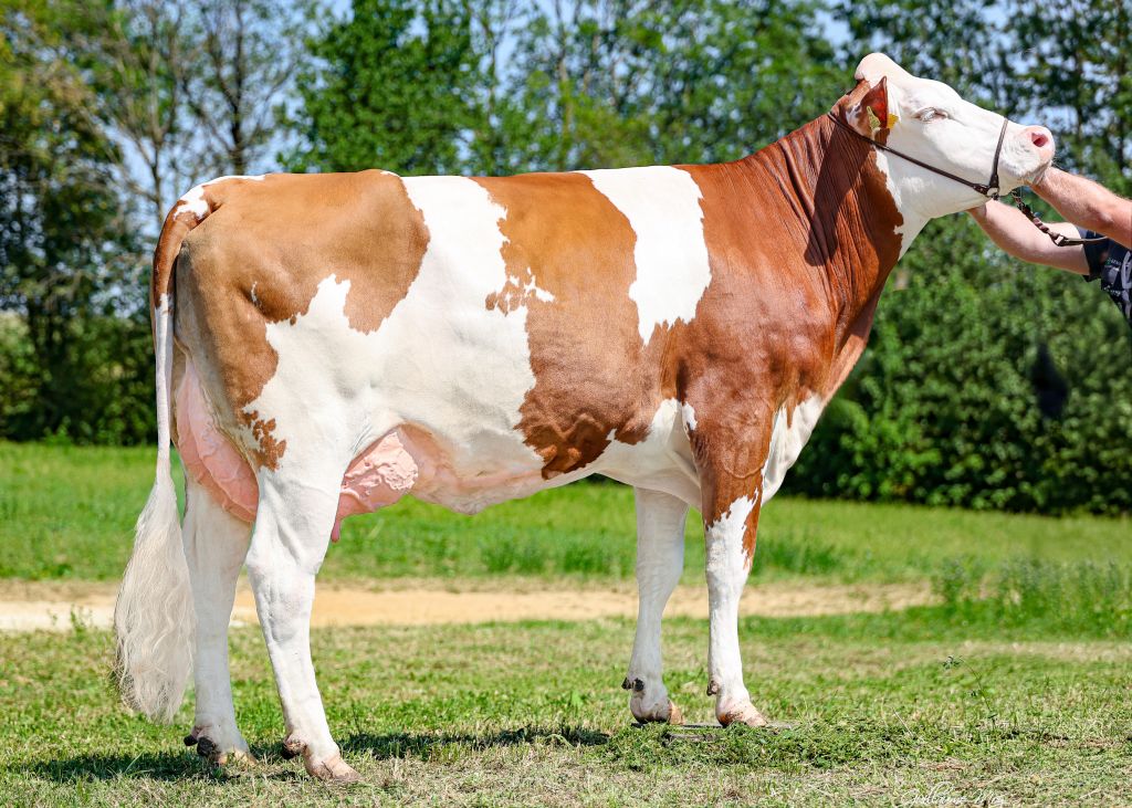 VRONI (V: Heiss), die Mutter von GS MILCHBUA Pp*, in der 1. Laktation VRONI (V: Heiss), die Mutter von GS MILCHBUA Pp*, in der 1. Laktation