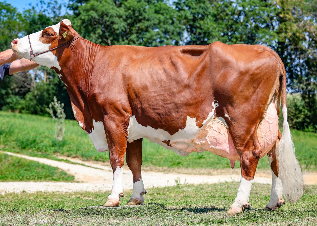 ZIRBE (V: GS Herztakt), die Urgroßmutter von GS MILCHBUA Pp*, in der 6. Laktation ZIRBE (V: GS Herztakt), die Urgroßmutter von GS MILCHBUA Pp*, in der 6. Laktation