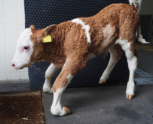 Beim Kalb mit SSF-Schweregrad 3 (C) erfolgt die Fußung auf der Vorderseite der Zehe und des Fesselgelenkes
