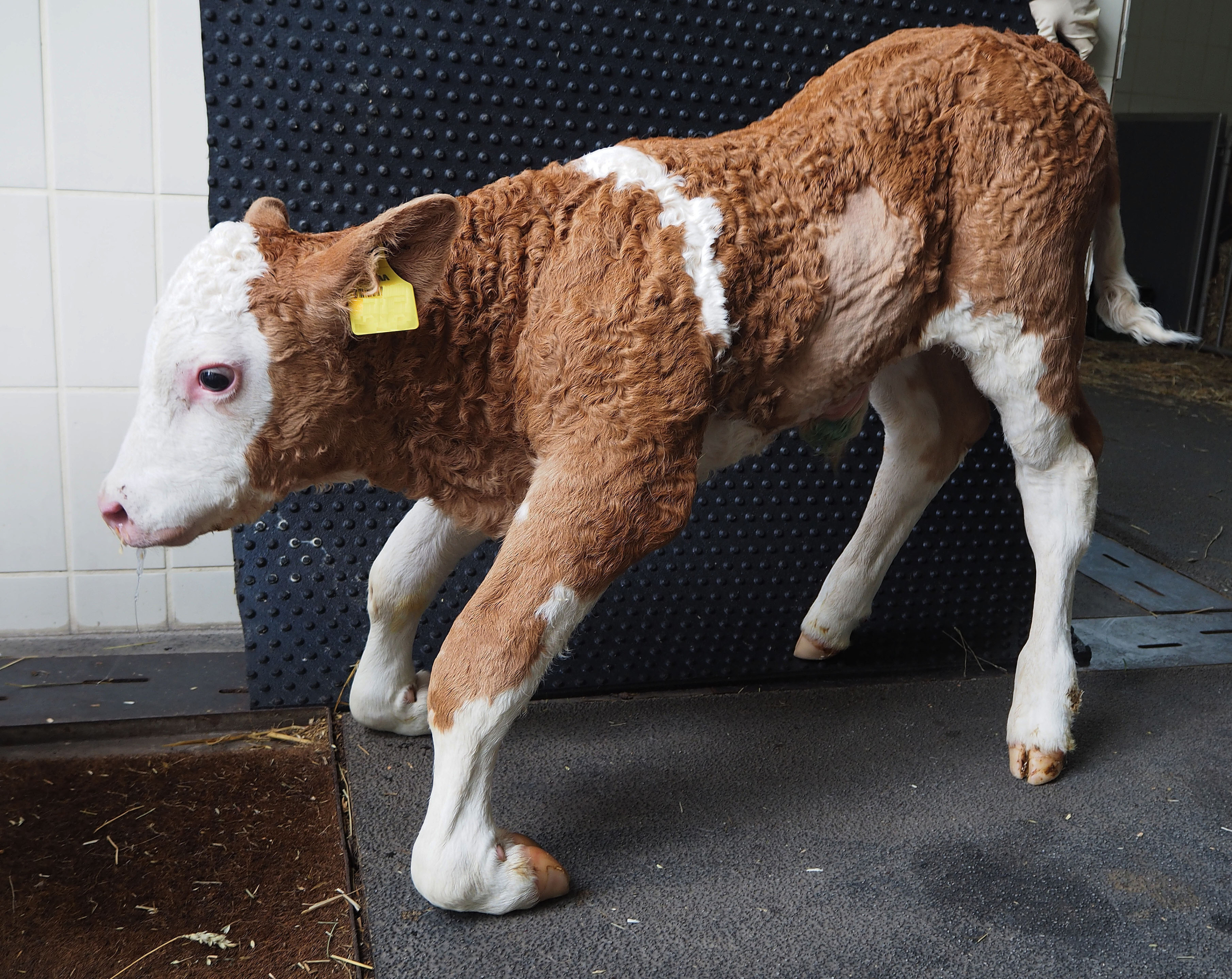 Beim Kalb mit SSF-Schweregrad 3 (C) erfolgt die Fußung auf der Vorderseite der Zehe und des Fesselgelenkes Beim Kalb mit SSF-Schweregrad 3 (C) erfolgt die Fußung auf der Vorderseite der Zehe und des Fesselgelenkes