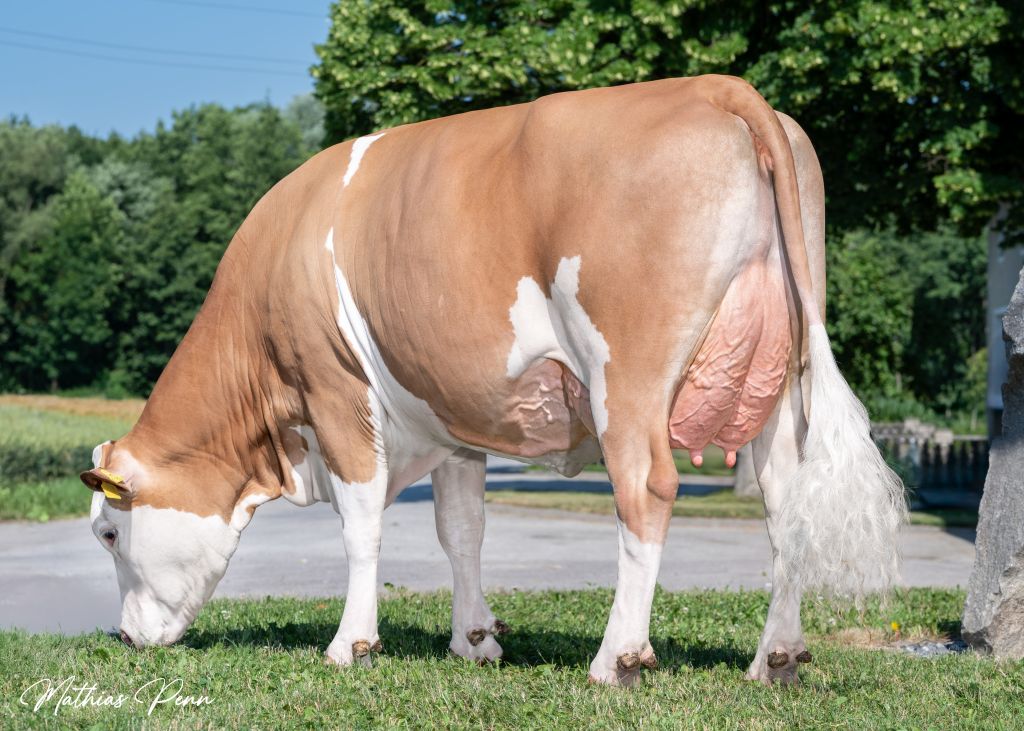 Tochter DONNER Pp* vom Betrieb Fischer, Peuerbach, begeistert im Exterieur und mit einer 100-Tage-Leistung von knapp 4.000 kg Milch Tochter DONNER Pp* vom Betrieb Fischer, Peuerbach, begeistert im Exterieur und mit einer 100-Tage-Leistung von knapp 4.000 kg Milch