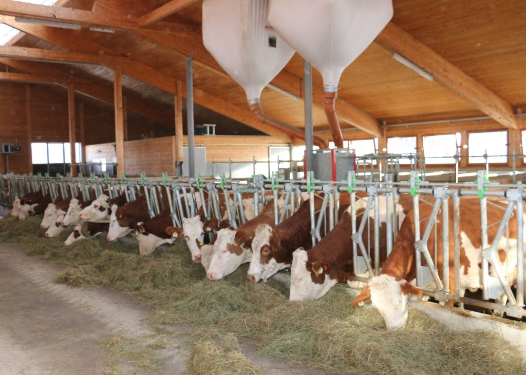 Bei der Fütterung steht die optimale Nutzung des eigenen Grünlandes im Mittelpunkt Bei der Fütterung steht die optimale Nutzung des eigenen Grünlandes im Mittelpunkt