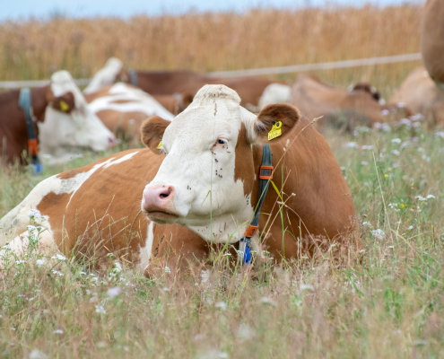 Bei fünf bis acht Stunden Weidegang täglich nahm die synchrone Liegezeit im Sommer deutlich zu