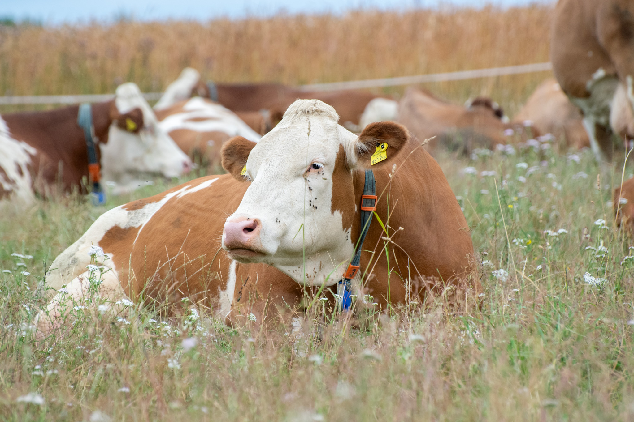 Bei fünf bis acht Stunden Weidegang täglich nahm die synchrone Liegezeit im Sommer deutlich zu