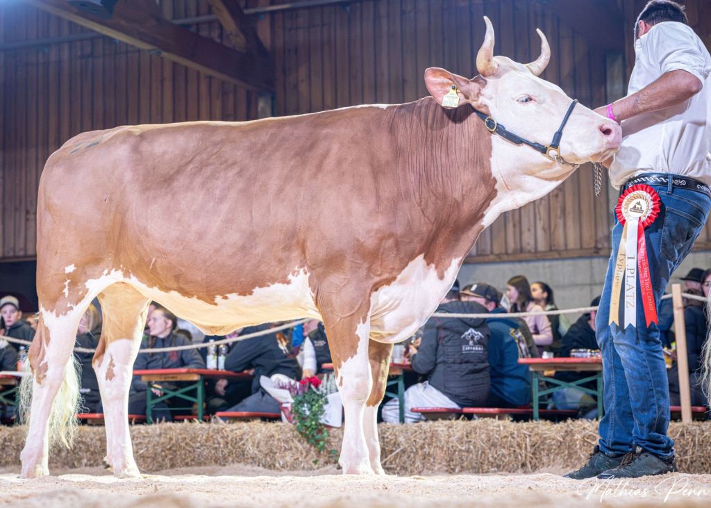 Gesamtsiegerin Kalbinnen Fleckvieh ZARIN (V: Django) von Markus Klocker aus Fügenberg Gesamtsiegerin Kalbinnen Fleckvieh ZARIN (V: Django) von Markus Klocker aus Fügenberg