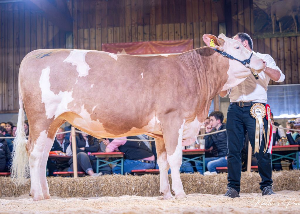 Honorable Mention Kalbinnen Fleckvieh HEIDI (V: Heiss) von Josef Mariacher aus Schwaz Honorable Mention Kalbinnen Fleckvieh HEIDI (V: Heiss) von Josef Mariacher aus Schwaz