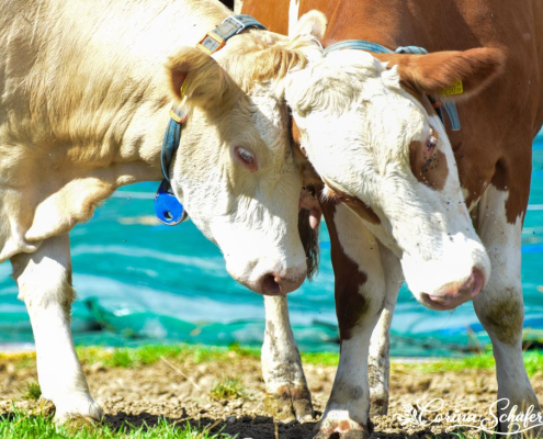 Warum gibt BERTA mehr Milch als VRONI?