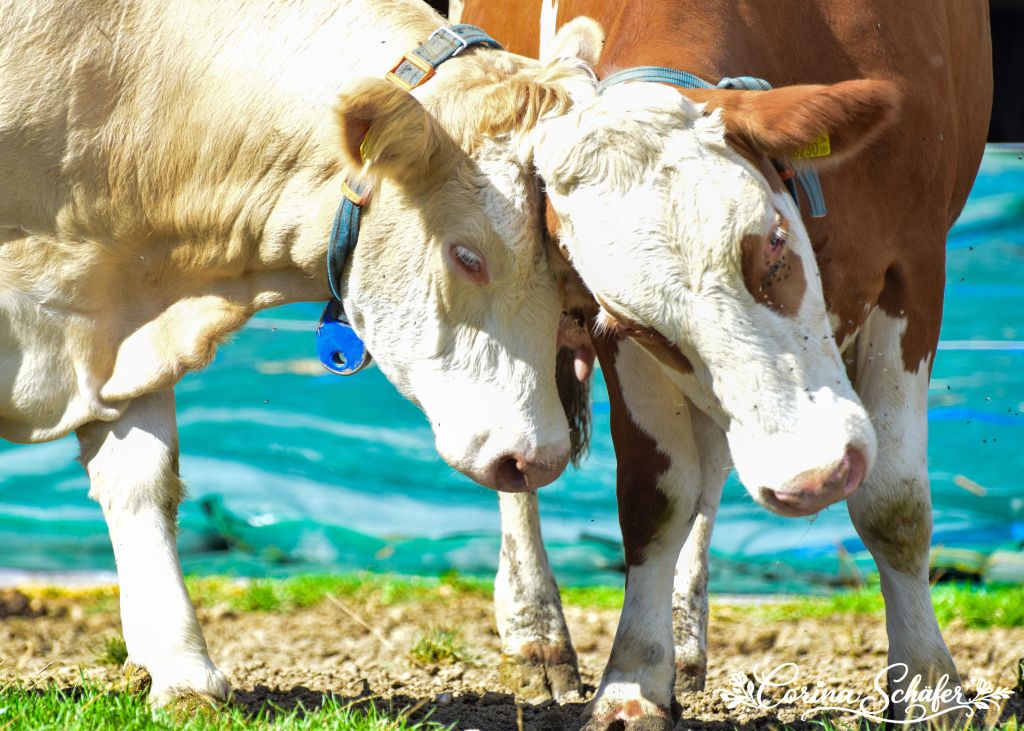 Warum gibt BERTA mehr Milch als VRONI? Warum gibt BERTA mehr Milch als VRONI?