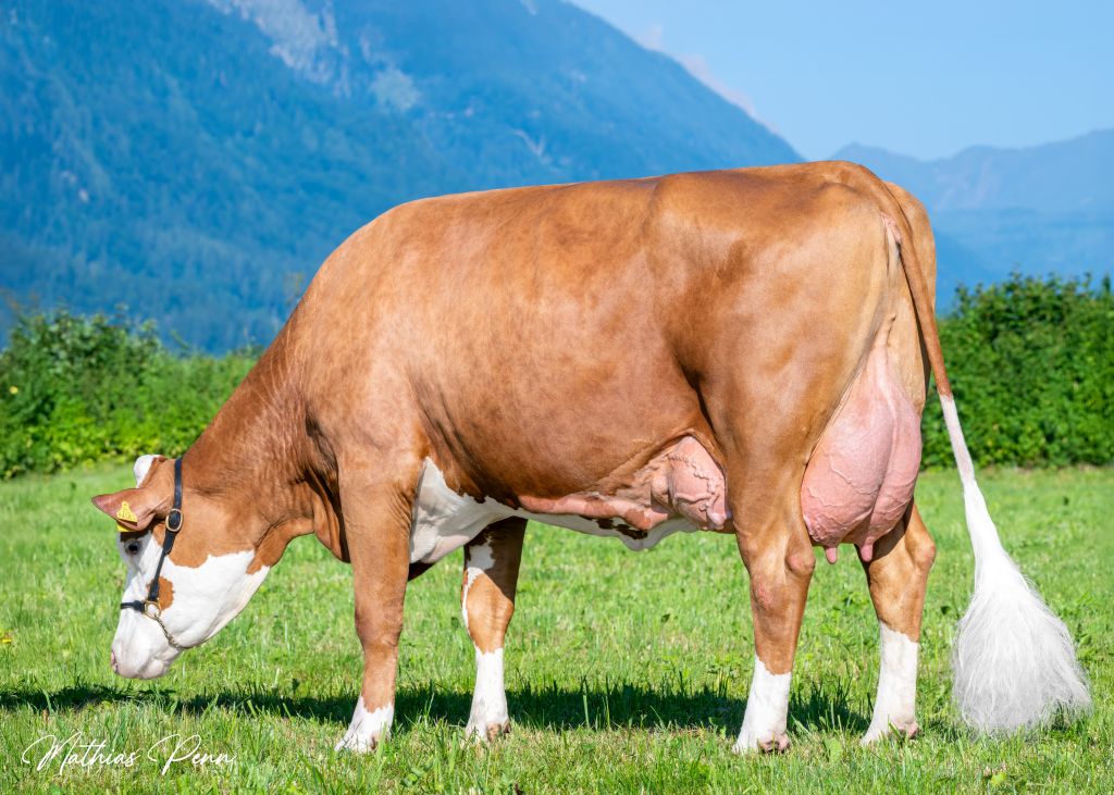 Die WINTERTRAUM-Tochter SIA, Mutter von SPITZBUA, überzeugt mit korrektem Fundament und Euter sowie ihrer Leistung Die WINTERTRAUM-Tochter SIA, Mutter von SPITZBUA, überzeugt mit korrektem Fundament und Euter sowie ihrer Leistung