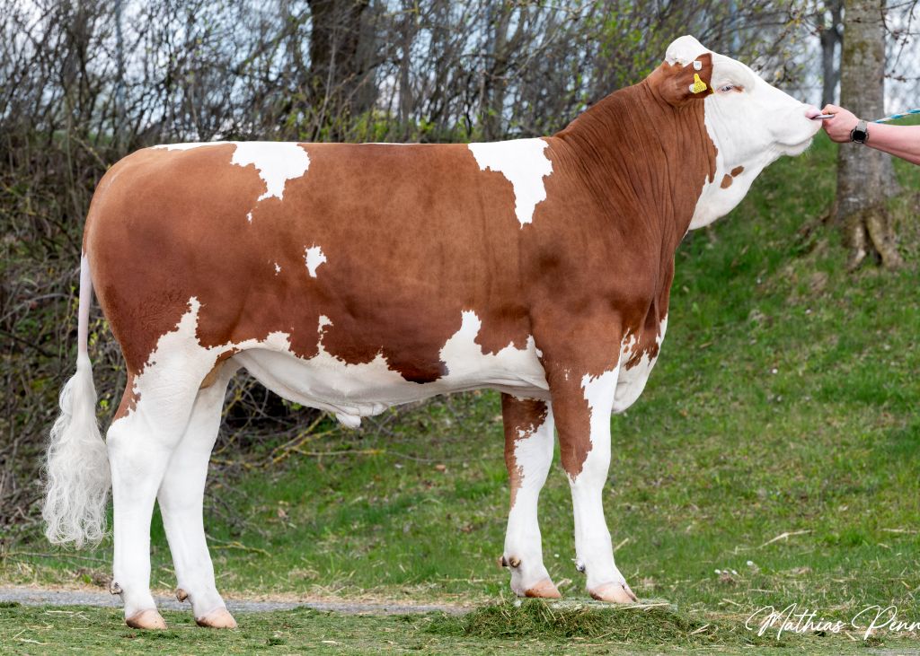 SPITZBUA überzeugt mit einem guten Fleisch- und Fitnesswert sowie sehr starker Eutervererbung SPITZBUA überzeugt mit einem guten Fleisch- und Fitnesswert sowie sehr starker Eutervererbung