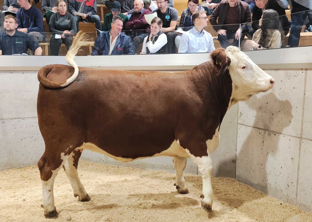 Die Kalbin mit dem höchsten Zuschlagpreis von 3.000 Euro war eine genetisch hornlose MEGASTAR Pp*-Tochter mit einem Gesamtzuchtwert von 121 aus dem Zuchtbetrieb Weber Kevin aus Reisling Die Kalbin mit dem höchsten Zuschlagpreis von 3.000 Euro war eine genetisch hornlose MEGASTAR Pp*-Tochter mit einem Gesamtzuchtwert von 121 aus dem Zuchtbetrieb Weber Kevin aus Reisling