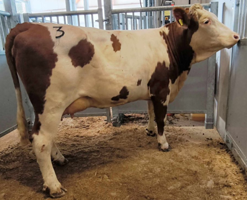 Den Tageshöchstpreis bei den Erstlingskühen erzielte eine genetisch interessante GS DELUX-Tochter vom Zuchtbetrieb Kieberger Cornelia und Christian aus Altlengbach mit 3.050 Euro