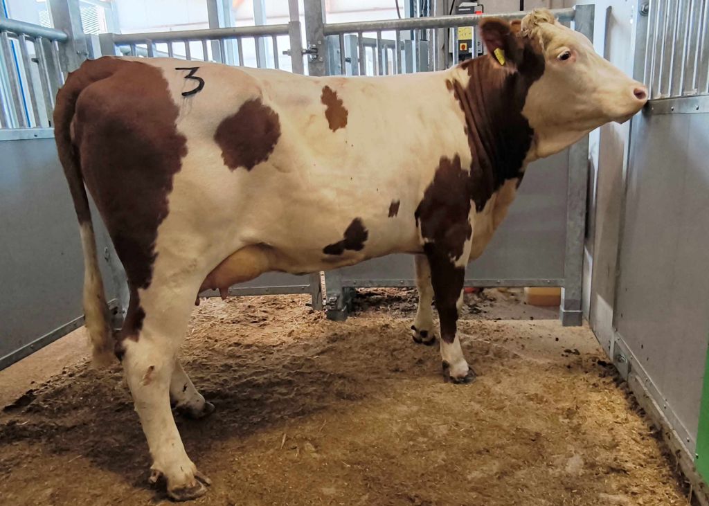 Den Tageshöchstpreis bei den Erstlingskühen erzielte eine genetisch interessante GS DELUX-Tochter vom Zuchtbetrieb Kieberger Cornelia und Christian aus Altlengbach mit 3.050 Euro Den Tageshöchstpreis bei den Erstlingskühen erzielte eine genetisch interessante GS DELUX-Tochter vom Zuchtbetrieb Kieberger Cornelia und Christian aus Altlengbach mit 3.050 Euro